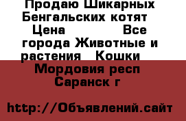 Продаю Шикарных Бенгальских котят › Цена ­ 17 000 - Все города Животные и растения » Кошки   . Мордовия респ.,Саранск г.